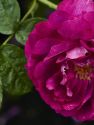 Beatrix Rose | 50ml Perfume