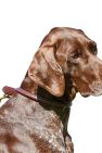 Weatherbeeta Rolled Leather Dog Collar (Brown) (XXL)