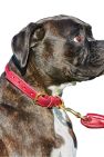 Weatherbeeta Rolled Leather Dog Collar (Maroon) (S)